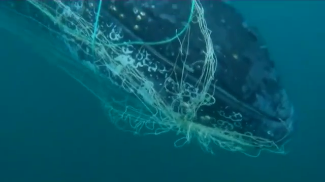 Rescuers free humpback whale trapped in shark nets in Australia
